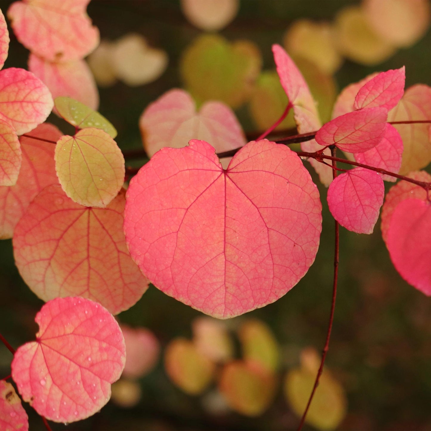 Green boutiQ - Tuinplant - Cercidiphyllum japonicum - Groen 3 Planten - Bladverliezend - Weinig Onderhoud - Pot 12cm Hoogte 35cm