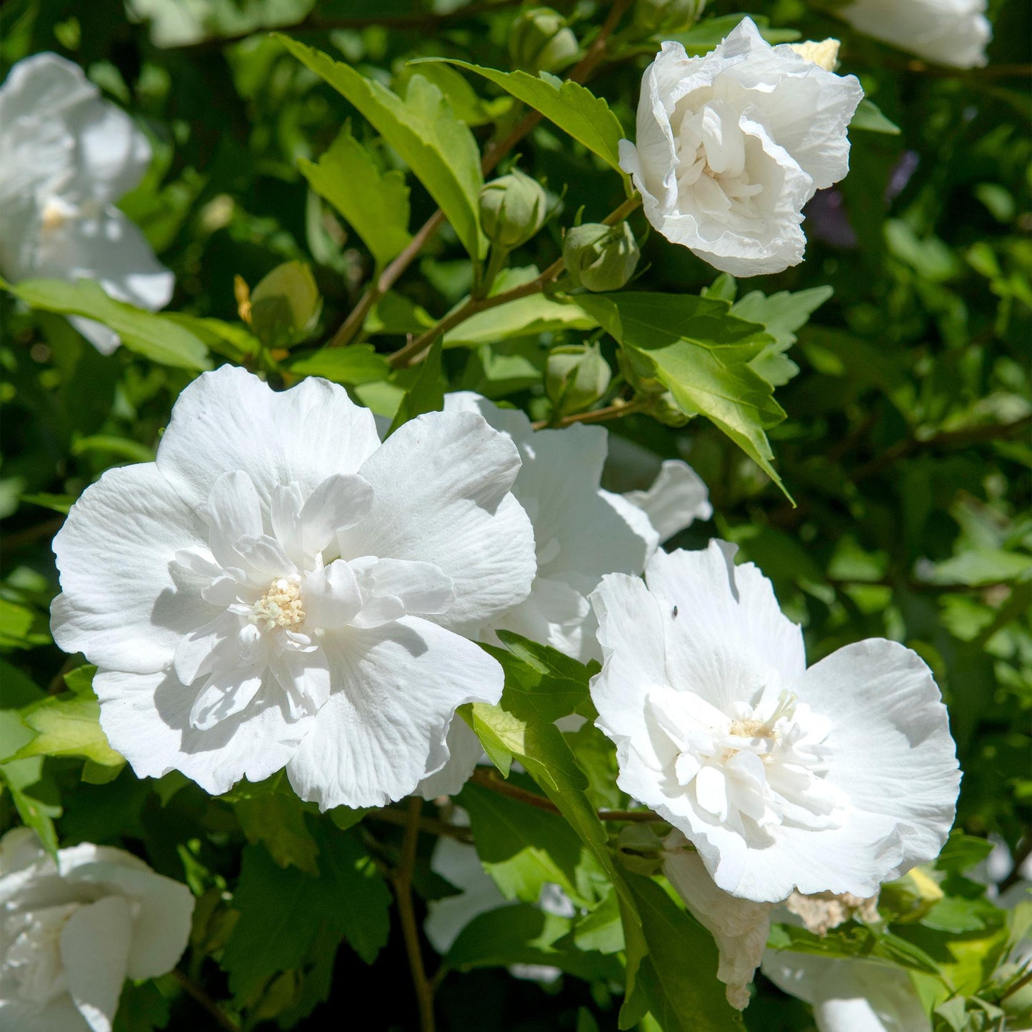 Green boutiQ - Plant op Stam - Hibiscus syriacus White Chiffon® - Terras Plant - Bladverliezend - Winterhard - Witte Bloem - Pot 19cm Hoogte 90cm