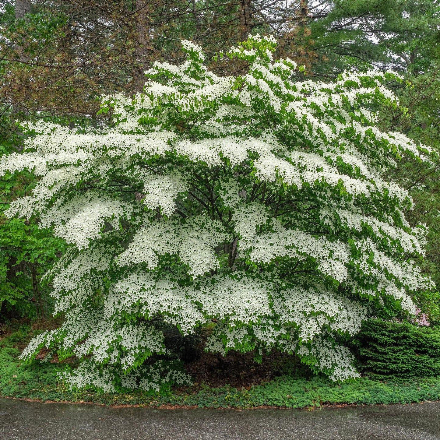 Green boutiQ - Tuinplant - Cornus Florida - Bloem Wit-Roze - 3 Planten - Bladverliezend - Weinig Onderhoud - Pot 12cm Hoogte 35cm
