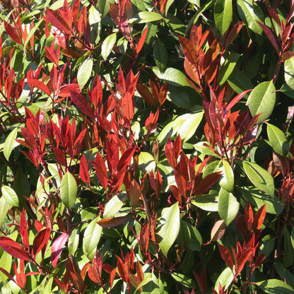 Green boutiQ - Plant op Stam - Photinia fraseri Carre Rouge - Terras Plant - Bladhoudend - Winterhard - Groen-Rood Blad - Pot 19cm Hoogte 90cm