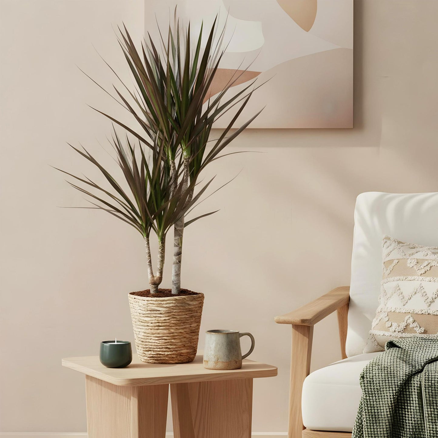 Green BoutiQ - Green is... Kamerplanten - Dracaena Magenta - Drakenbloedboom - Weinig onderhoud - met mand - Groen - 1 Plant - Pot 17cm - Hoogte 70-80cm