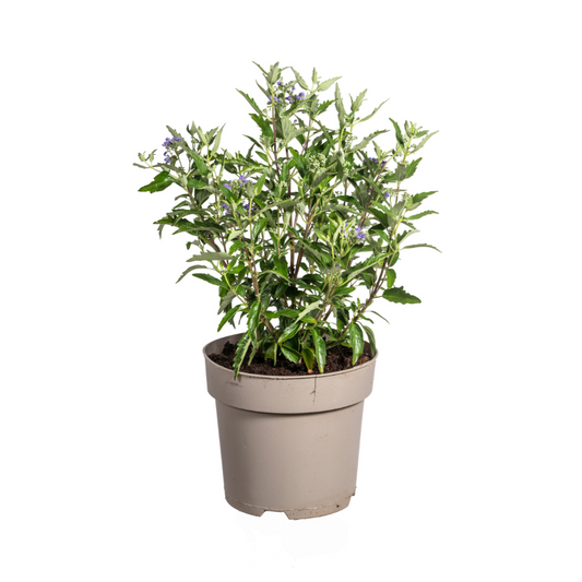 Caryopteris x Clandonensis Ø19cm - ↕40 - 50cm