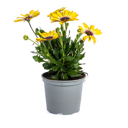 8x Osteospermum Ecklonis Gelb Ø12 cm - ↕20 cm