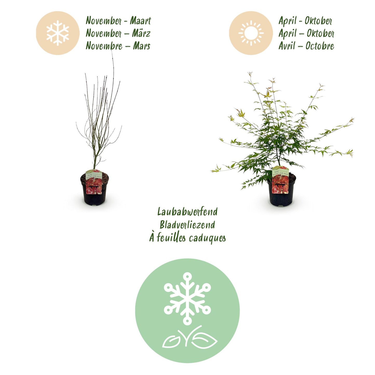 Green boutiQ - Terrasplant - Japanse Esdoorn - Acer palmatum Pink Dwarf - Roze - 2 Planten - Bladverliezend - Pot 19cm Hoogte 70cm