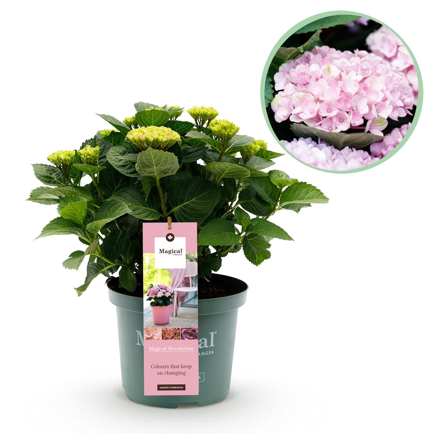 Green boutiQ - Terrasplant - Hortensia - Hydrangea Magical Revolution Pink - Pink - 6-10 Bloemen - Pot 23cm Hoogte 55cm