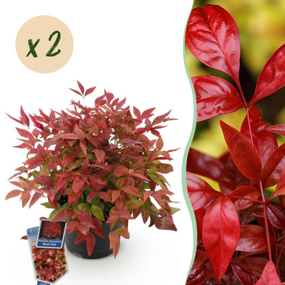 Green boutiQ - Tuinplant - Nandina Blush Pink - Donker Roze - 2 Planten - Groenblijvend - Weinig Onderhoud - Pot 17cm Hoogte 40cm