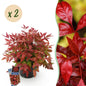 Green boutiQ - Tuinplant - Nandina Blush Pink - Donker Roze - 2 Planten - Groenblijvend - Weinig Onderhoud - Pot 17cm Hoogte 40cm