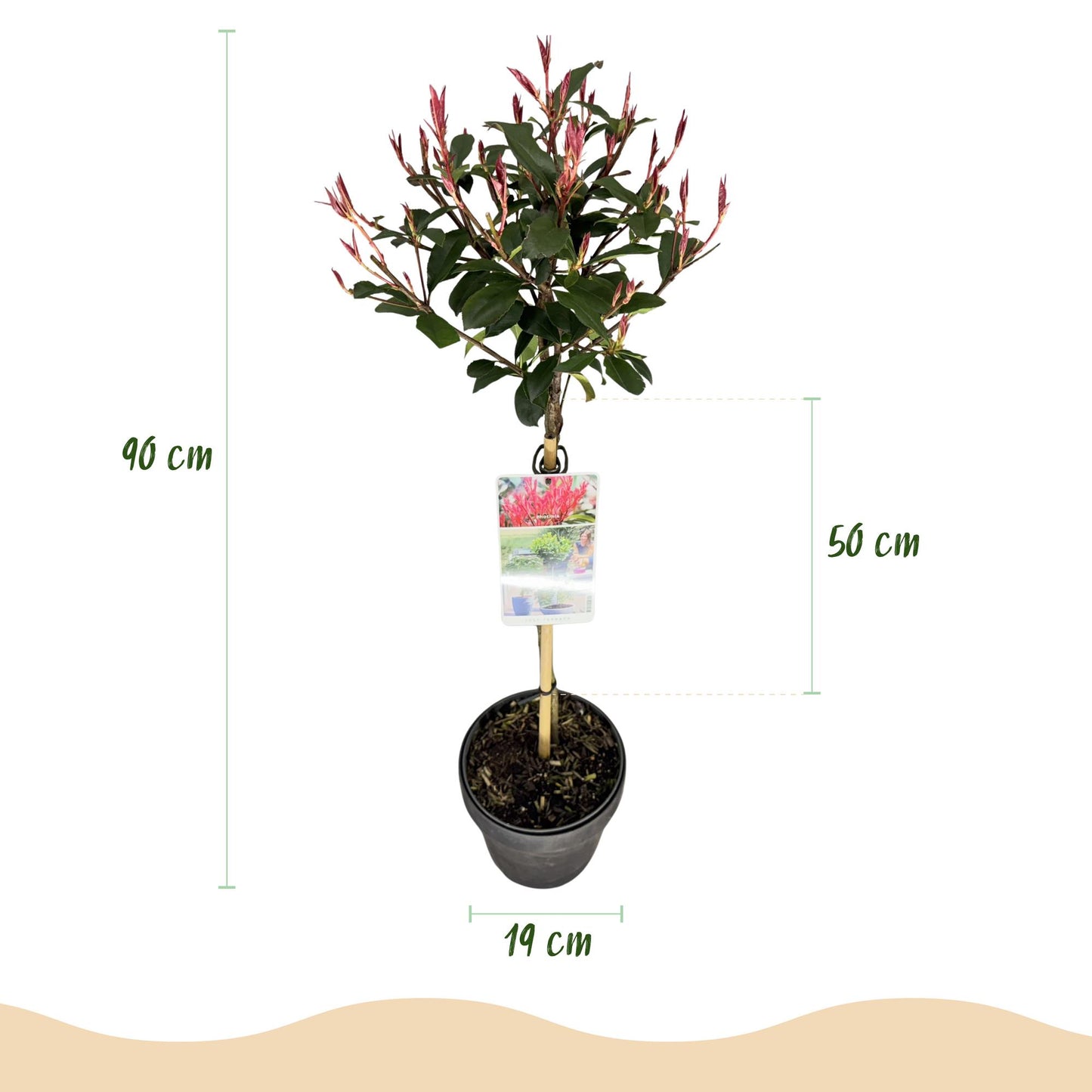 Green boutiQ - Plant op Stam - Photinia fraseri Carre Rouge - Terras Plant - Bladhoudend - Winterhard - Groen-Rood Blad - Pot 19cm Hoogte 90cm
