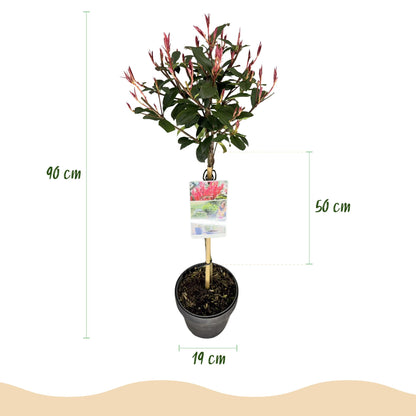 Green boutiQ - Plant op Stam - Photinia fraseri Carre Rouge - Terras Plant - Bladhoudend - Winterhard - Groen-Rood Blad - Pot 19cm Hoogte 90cm