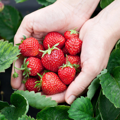 Green boutiQ - Fruitplanten - Aardbei - Fragaria Elsanta - Winterhard - 6 Planten - Pot 9 cm - Rode Aardbei