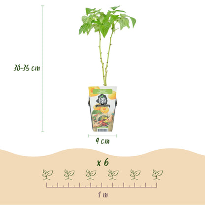 Green boutiQ - Fruitplanten - Tricolour - Rode Bes - Gele Framboos - Zwarte Braam  - Winterhard - 6 Planten - Pot  9cm