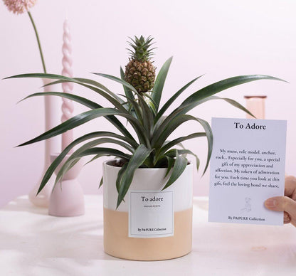 Ananas Rosita Gift "To Adore" WITH GREETING CARD! - Ø12cm - ↕35cm