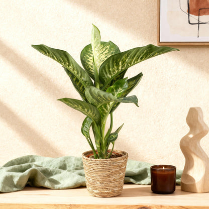 Green BoutiQ - Green is... Kamerplanten - Diefenbachia Tropic Snow - Dieffenbachia - Weinig onderhoud - met mand - Groen - 1 Plant - Pot 21cm - Hoogte 90-100cm