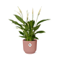 Spathiphyllum 12 Cm Torelli in ELHO Vibes Fold 14cm roze