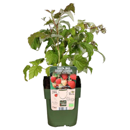 3 x biologische frambozenplanten - Ø 13 cm - ↨ 20 cm