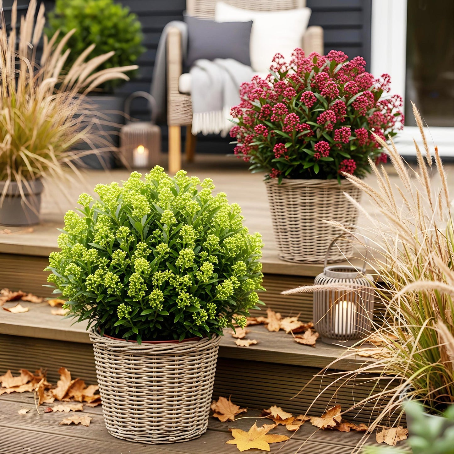 Green boutiQ - Terrasplant - Skimmia japonica Duo - Bloem Wit & Rood - 15+ Bloemen - 2 Planten - Winterhard - Pot 15cm Hoogte 30cm