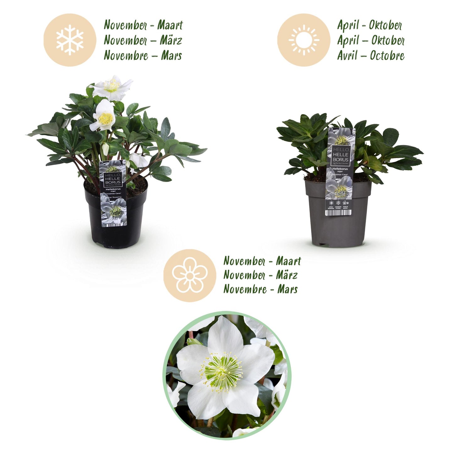 Green boutiQ - Tuinplant - Kerstroos - Helleborus Christmas Carol  - Witte Bloem -2 Planten - Groenblijvend - Pot 10,5cm Hoogte 25cm