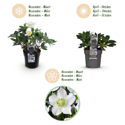 Green boutiQ - Tuinplant - Kerstroos - Helleborus Christmas Carol  - Witte Bloem -2 Planten - Groenblijvend - Pot 10,5cm Hoogte 25cm