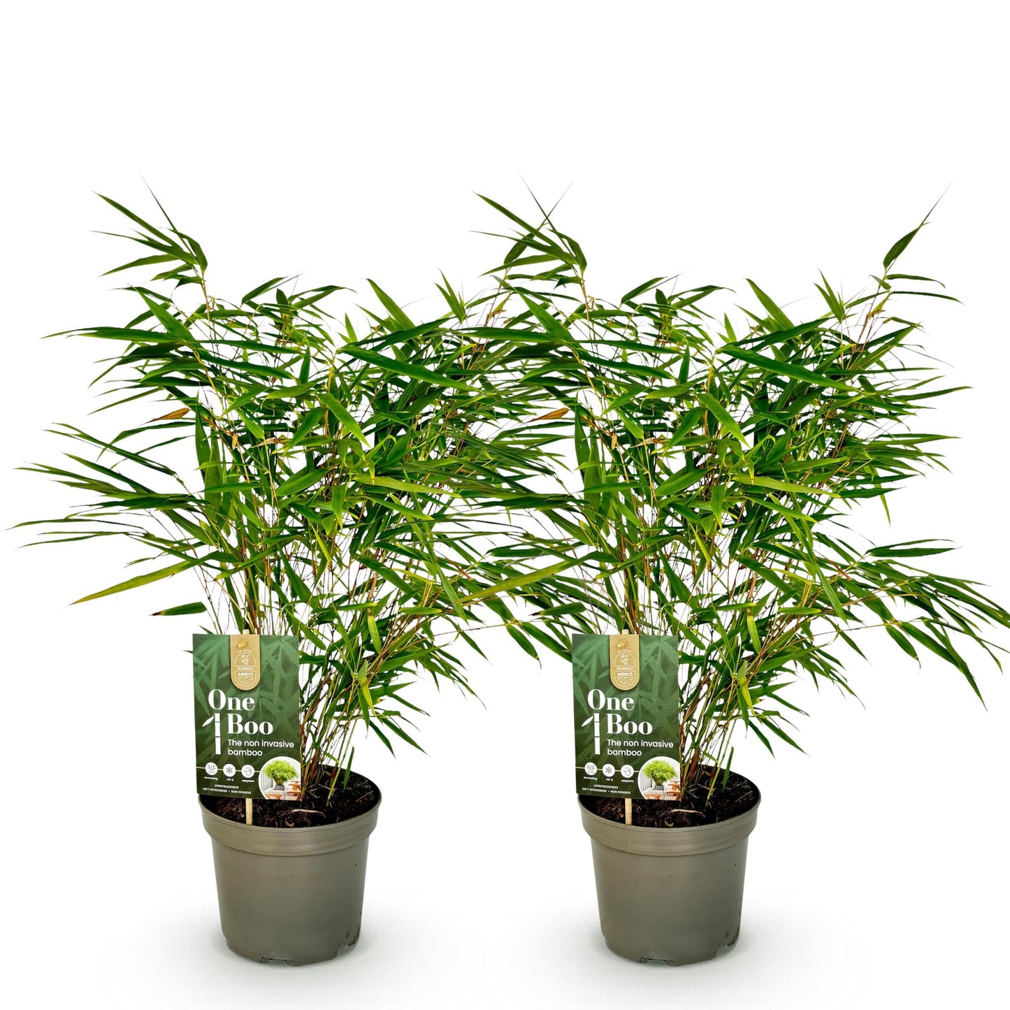 Green boutiQ - Bamboe - Fargesia rufa - Groen - 2 Planten - Bladhoudend - Niet Woekerend- Pot 17cm Hoogte 60cm
