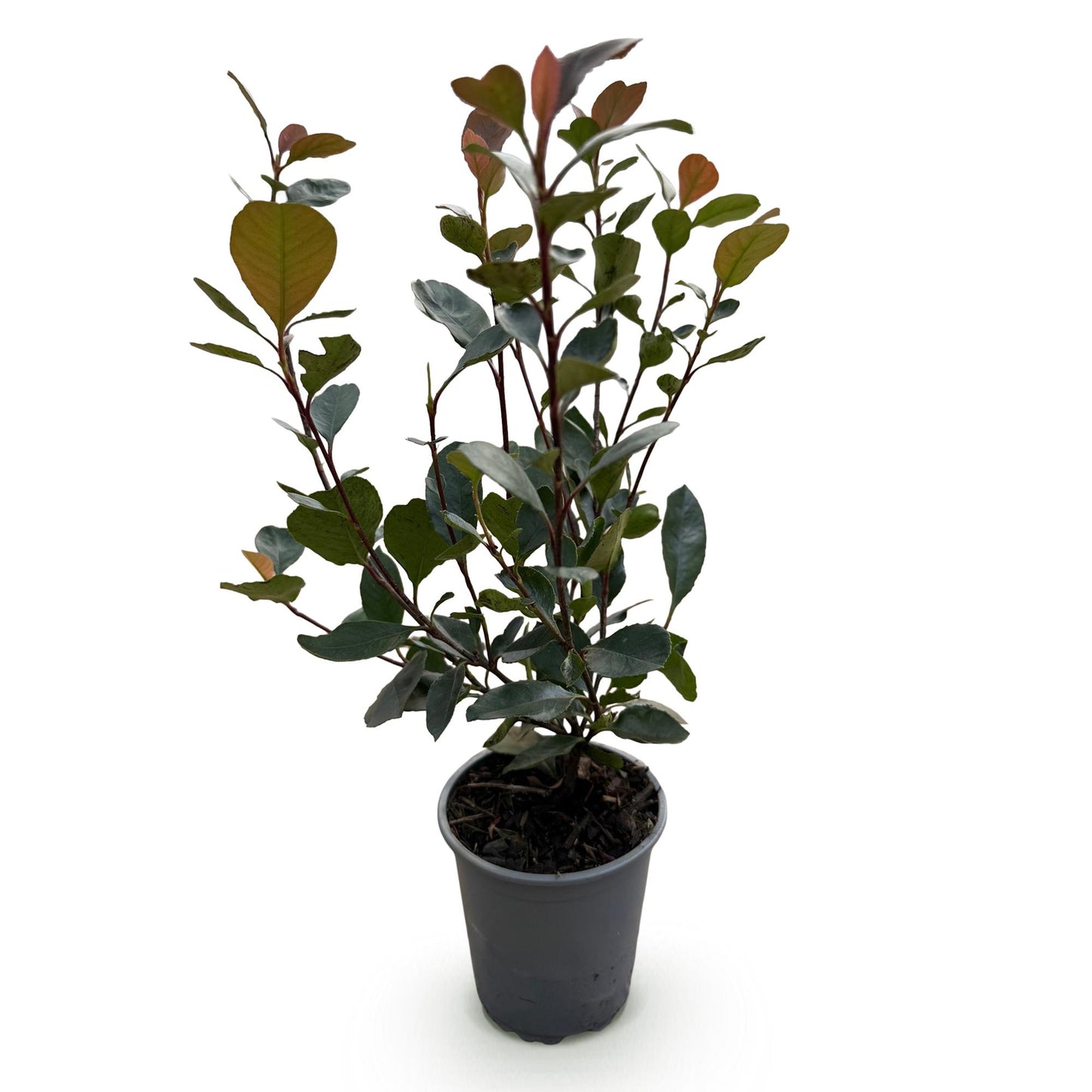 Green boutiQ - Haagplanten - Photinia Little Red Robin - Blad Rood - 8 Planten - 1 Strekkende Meter - Groenblijvend - Pot 9cm Hoogte 30-35cm