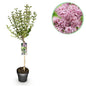 Green boutiQ - Plant op Stam- Syringa meyeri Palibin - Terras Plant - Bladverliezend - Winterhard- Paarse Bloem - Pot 19cm Hoogte 90cm