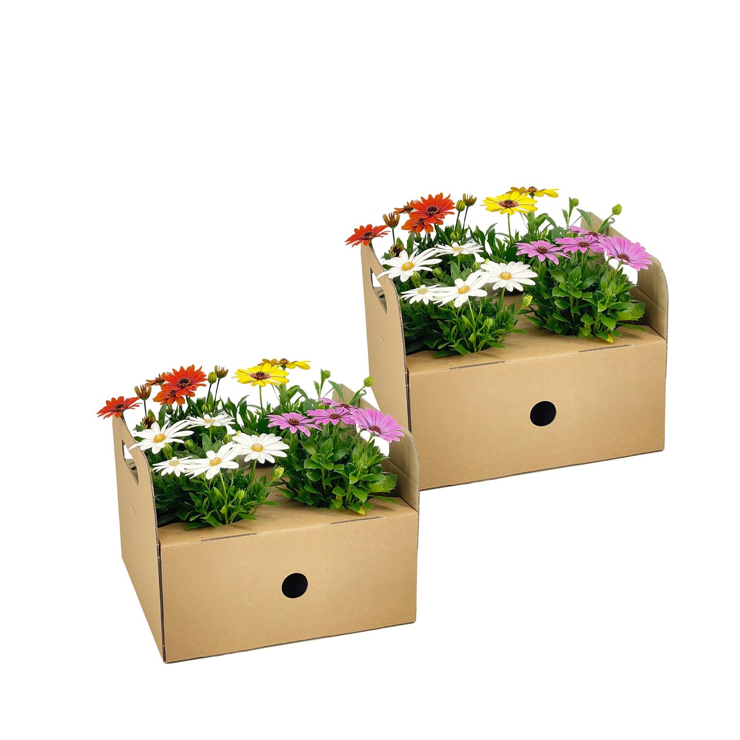 8x Osteospermum Ecklonis Mix Ø12 cm - ↕20 cm