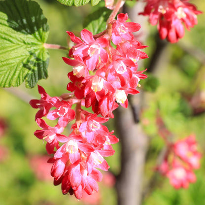 Green boutiQ - Heesters -  Ribes sanguineum Kind Edward - Bloem Rood - 1 Plant - Bladverliezend - Weinig Onderhoud - Pot 17cm Hoogte 45cm