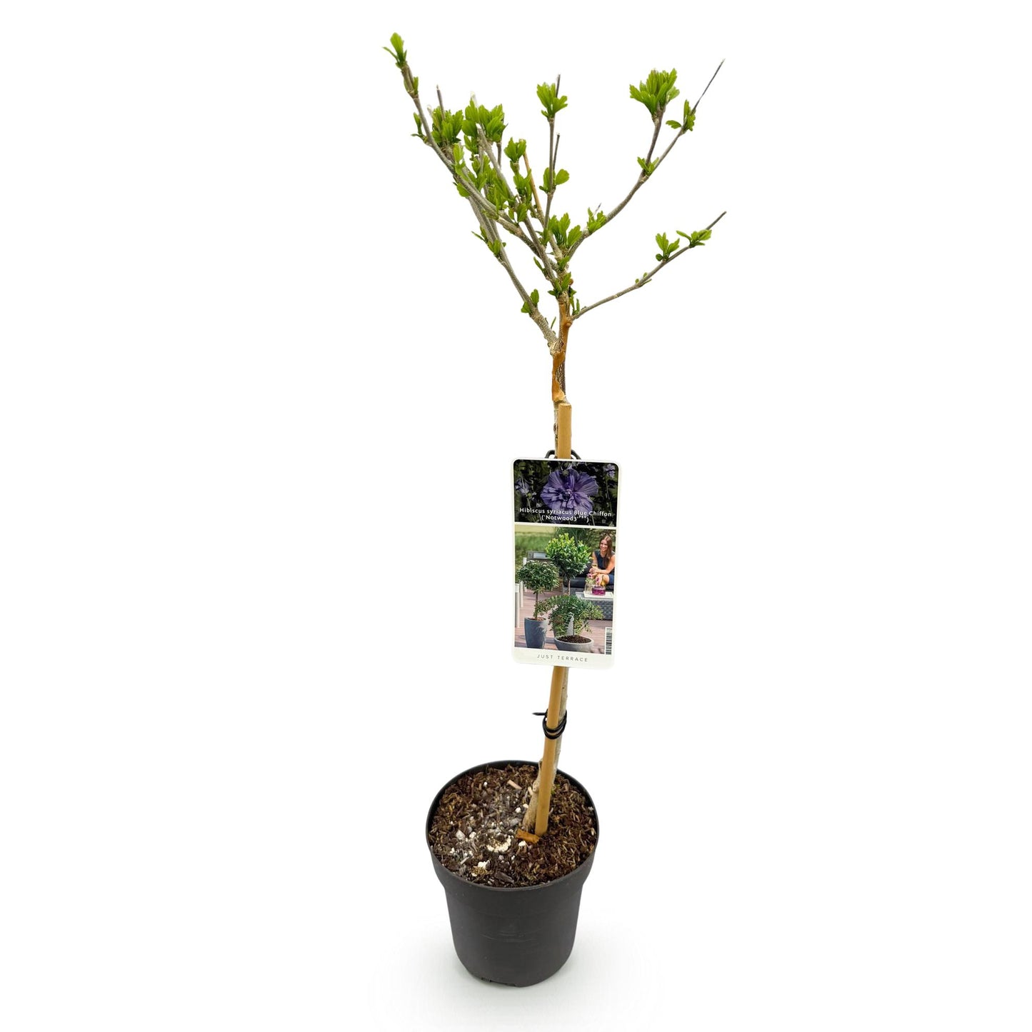 Green boutiQ - Tuinplant - Hibiscus syriacus Blue Chiffon® - Plant op stam - Terras Plant - Bladverliezend - Weinig Onderhoud - Pot 19cm Hoogte 90cm