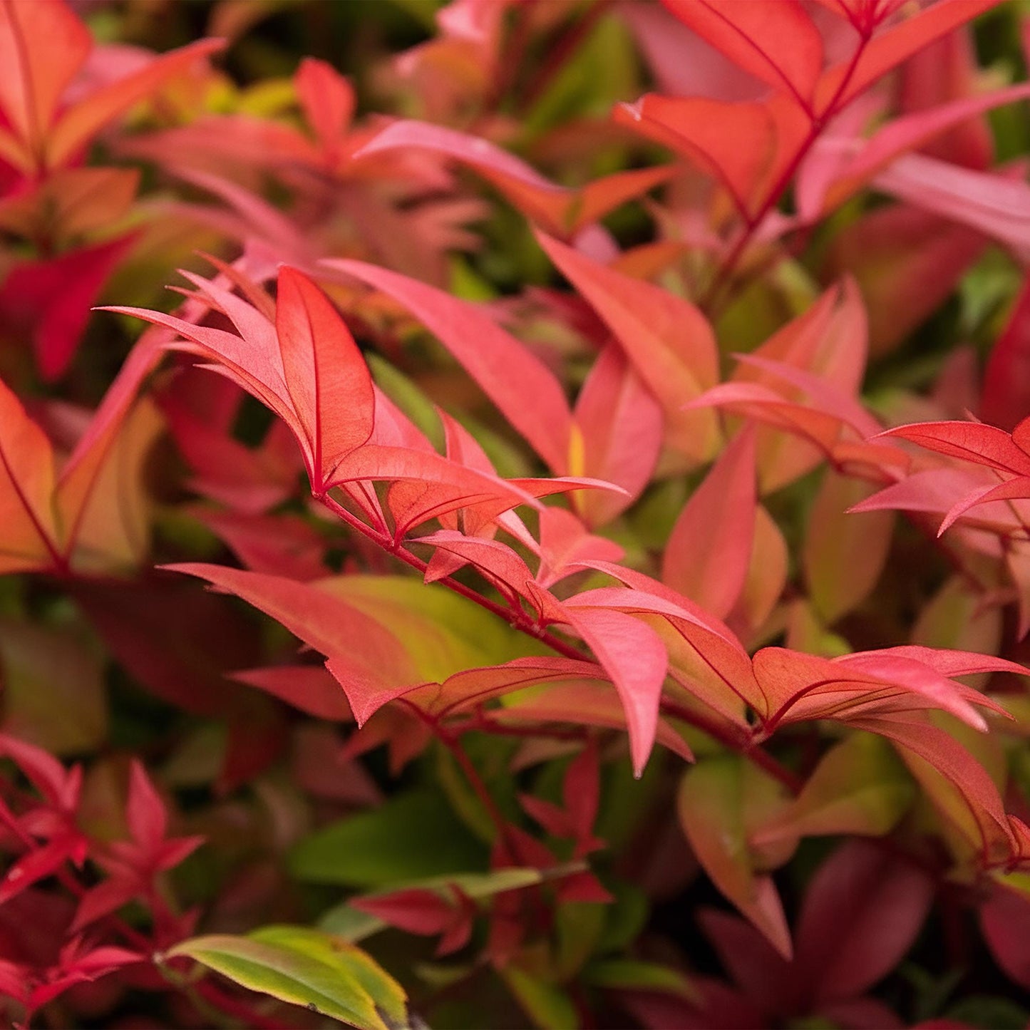Green boutiQ - Tuinplant - Nandina Gulfstream - Oranje - 2 Planten - Groenblijvend - Weinig Onderhoud - Pot 17cm Hoogte 45cm