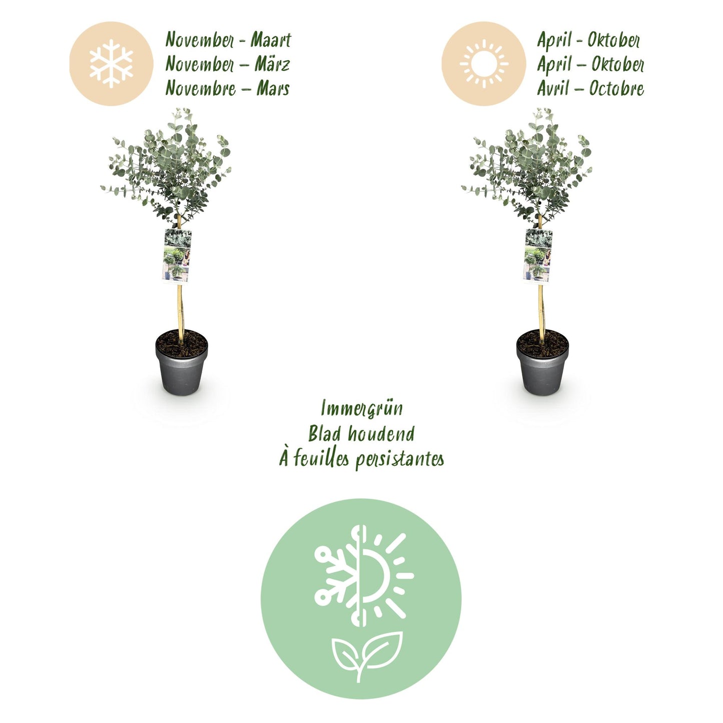 Green boutiQ - Plant op Stam- Eucalyptus gunni Azure - Terras Plant - Bladhoudend - Winterhard- Grijs Blad - Pot 19cm Hoogte 90cm