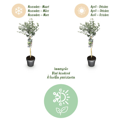 Green boutiQ - Plant op Stam- Eucalyptus gunni Azure - Terras Plant - Bladhoudend - Winterhard- Grijs Blad - Pot 19cm Hoogte 90cm