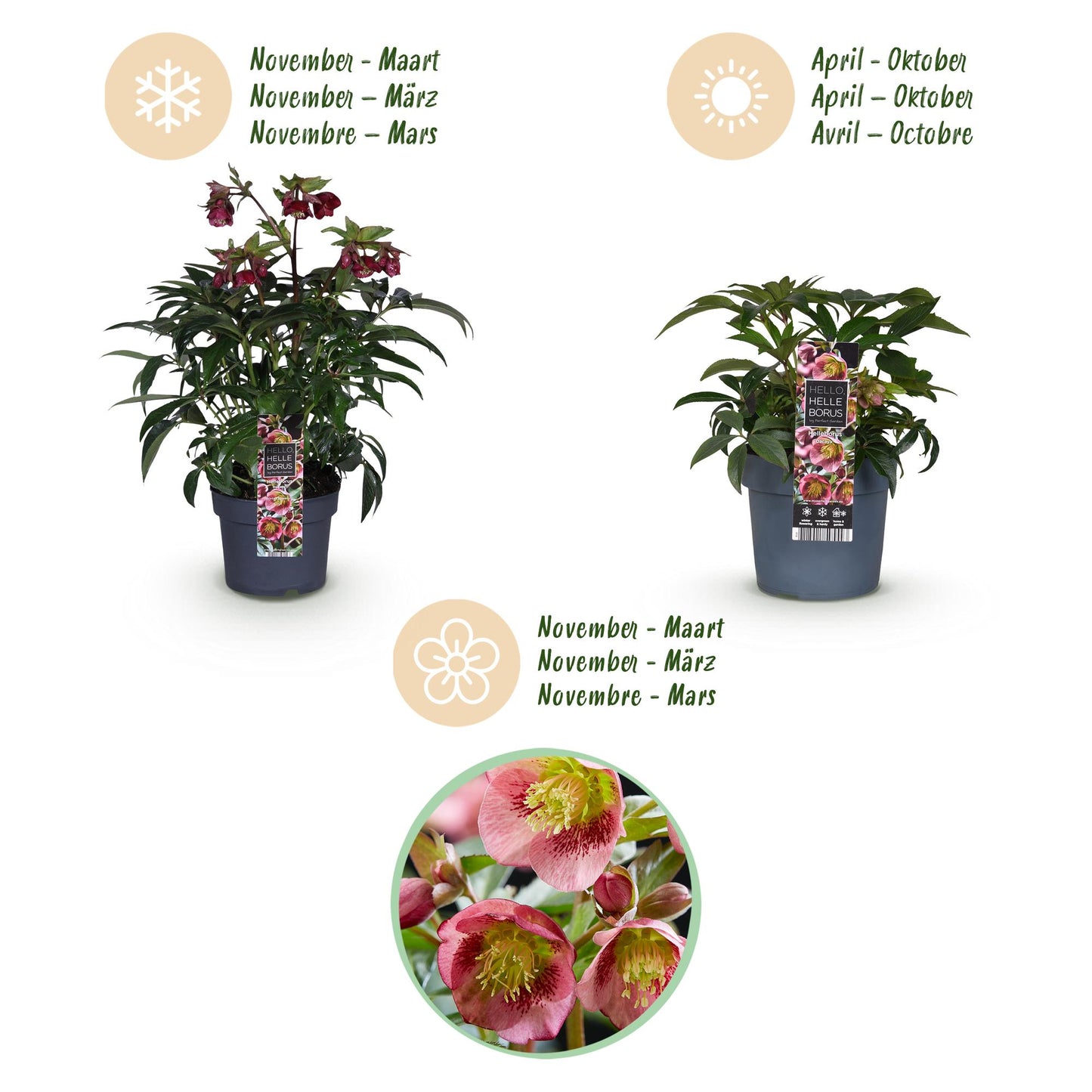 Green boutiQ - Tuinplant - Lenten Rose - Helleborus Dacaya - Roze Bloem - Groenblijvend - Pot 19cm Hoogte 50cm