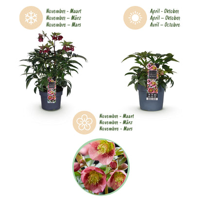 Green boutiQ - Tuinplant - Lenten Rose - Helleborus Dacaya - Roze Bloem - Groenblijvend - Pot 19cm Hoogte 50cm