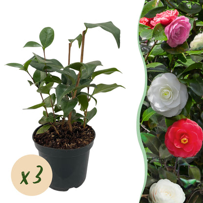 Green boutiQ - Heesters - Camelia japonica Tricolour - Bloem Roze, Wit en Rood - 3 Planten - 1 m2 - Groenblijvend - Pot 15cm Hoogte 30cm