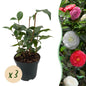Green boutiQ - Heesters - Camelia japonica Tricolour - Bloem Roze, Wit en Rood - 3 Planten - 1 m2 - Groenblijvend - Pot 15cm Hoogte 30cm