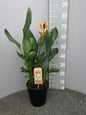 Strelitzia Reginae P21 Met Kunstbloem - Ø21cm - ↕75cm