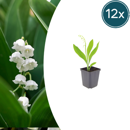 12x Convallaria majalis - ↕10-25cm - Ø9cm