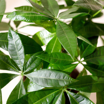Green BoutiQ - Green is... Kamerplanten - Pachira Aquatica gevlochten stam - Geldboom - Weinig onderhoud - met mand - Groen - 1 Plant - Pot 21cm - Hoogte 80-90cm