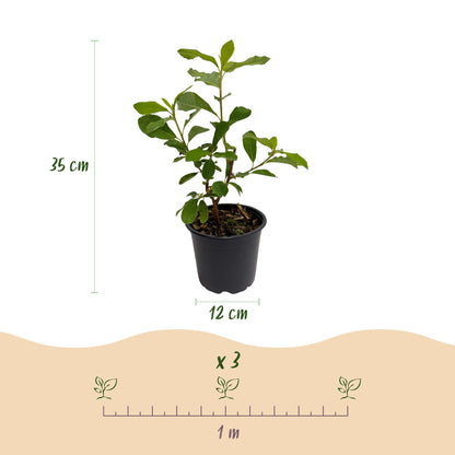 Green boutiQ - Tuinplant - Cornus Florida - Bloem Wit-Roze - 3 Planten - Bladverliezend - Weinig Onderhoud - Pot 12cm Hoogte 35cm