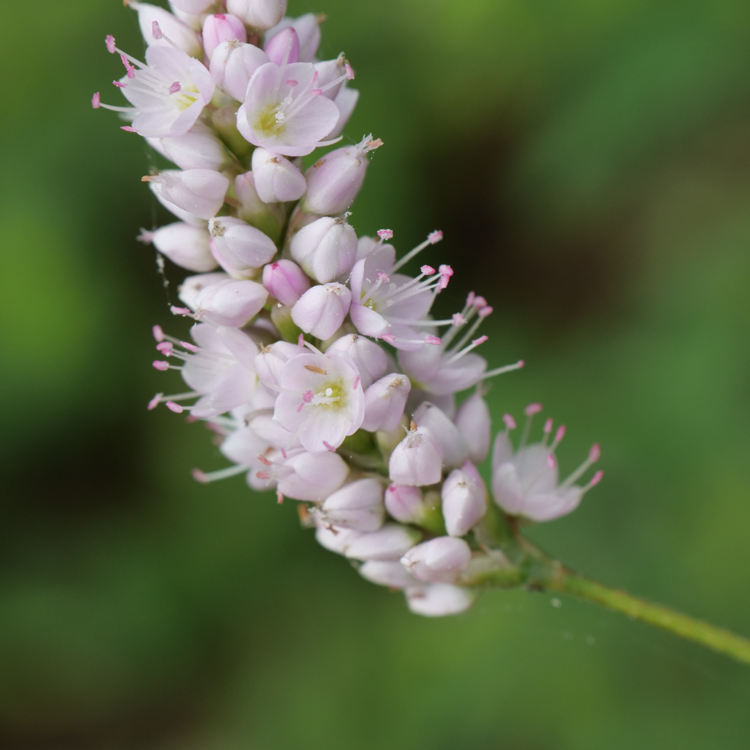 6x Persicaria bistorta 'Superba' - ↕10-25cm - Ø9cm