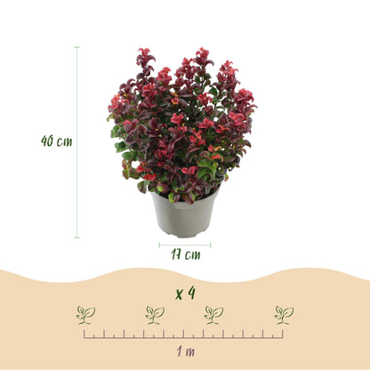 Green boutiQ - Tuinplant - Leucothoe Curly Duo - Geel & Rood - 2 Planten - Groenblijvend - Weinig Onderhoud - Pot 17cm Hoogte 40cm