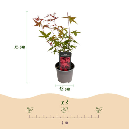 Green boutiQ - Tuinplant - Acer palmatum Tricolour - Rood-Groen-Oranje  - 3 Planten - Blad verliezend - Weinig Onderhoud - Pot 12cm Hoogte 35cm