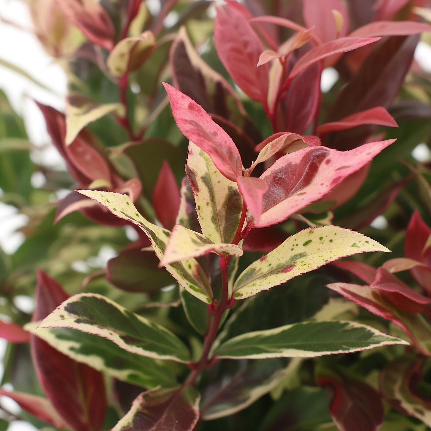 Green boutiQ - Tuinplant - Leucothoe Colour Diamond - Bont - 2 Planten - Groenblijvend - Weinig Onderhoud - Pot 17cm Hoogte 45cm