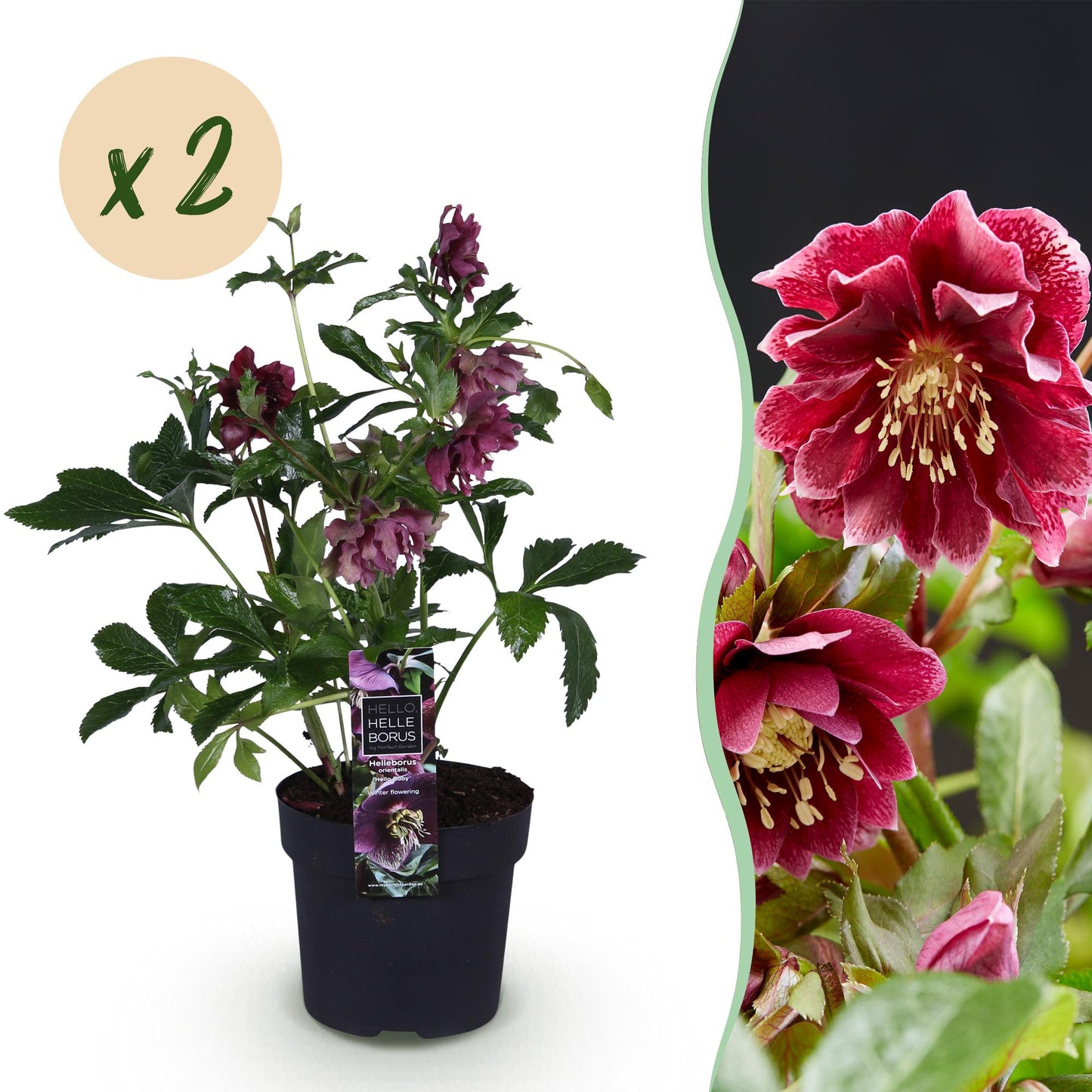 Green boutiQ - Tuinplant - Lenten Rose - Helleborus orientalis Double Ellen Red - Rode Bloem -2 Planten - Groenblijvend - Pot 14cm Hoogte 35cm