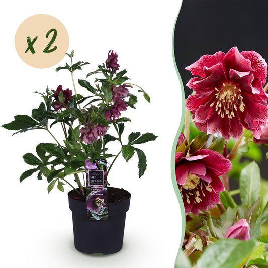 Green boutiQ - Tuinplant - Lenten Rose - Helleborus orientalis Double Ellen Red - Rode Bloem -2 Planten - Groenblijvend - Pot 14cm Hoogte 35cm