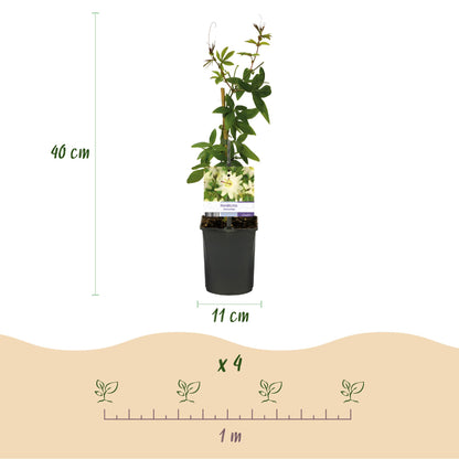 Green boutiQ - Passiebloem - Passiflora Avalanche  - Bloem  Wit  - Weinig onderhoud - 2 planten - Pot 11cm Hoogte 40cm