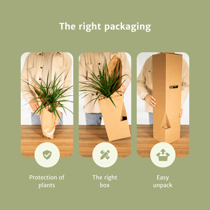 Verrassingsbox - Ø12cm - ↕25cm - x10