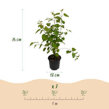 Green boutiQ - Tuinplant - Cercidiphyllum japonicum - Groen 3 Planten - Bladverliezend - Weinig Onderhoud - Pot 12cm Hoogte 35cm