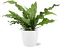 Microsorum Diversifolium - Ø17cm - ↕45cm + Pot Brussels D18x17cm - Wit