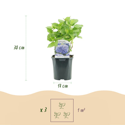 Green boutiQ - Hortensia - Hydrangea macrophylla Tricolour - Bloem Blauw, Roze en Wit  - 3 Planten - Bladverliezend - Weinig Onderhoud - Pot 17cm Hoogte 30cm